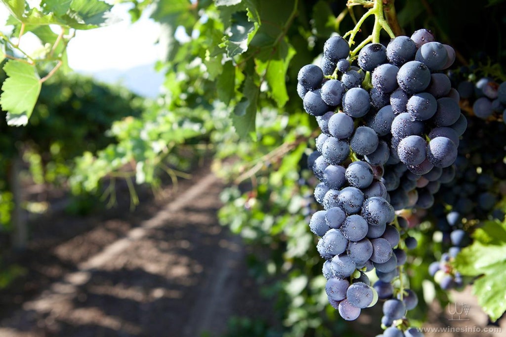 Cantine Santi Nobile BAROCCO Appassimento IGT