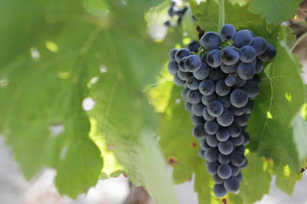 Cantine Santi Nobile CAMASELLA Appassimento Puglia IGT