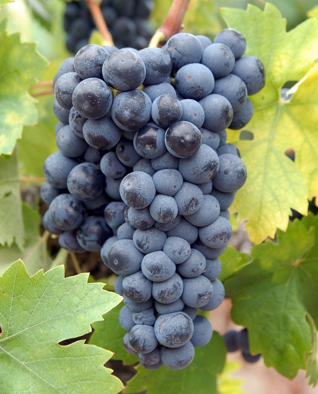 Cantine Santi Nobile BAROCCO Appassimento IGT
