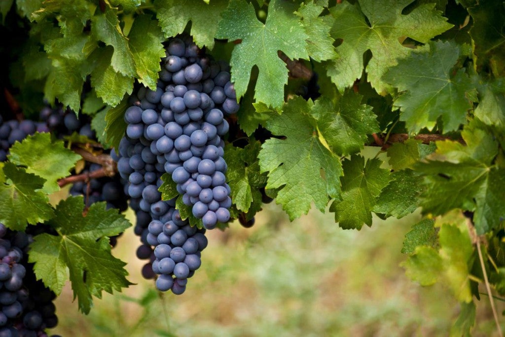 Cantine Santi Nobile DARK SPY IGT