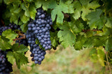 Cantine Santi Nobile DARK SPY IGT