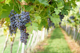 Monte Santoccio RIPASSO︱Valpolicella Classico Superiore Ripasso DOC 2009