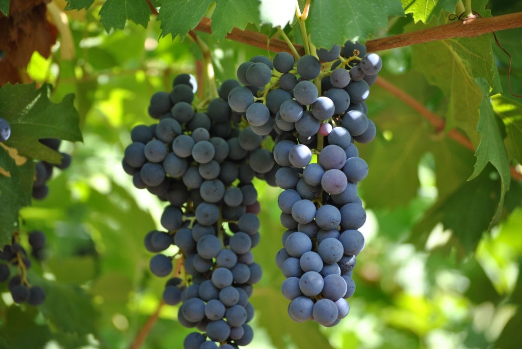 Tinazzi - CA′de′Rocchi Montere Valpolicella Ripasso Superiore DOP