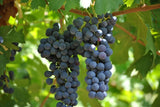 Tinazzi - CA′de′Rocchi Montere Valpolicella Ripasso Superiore DOP