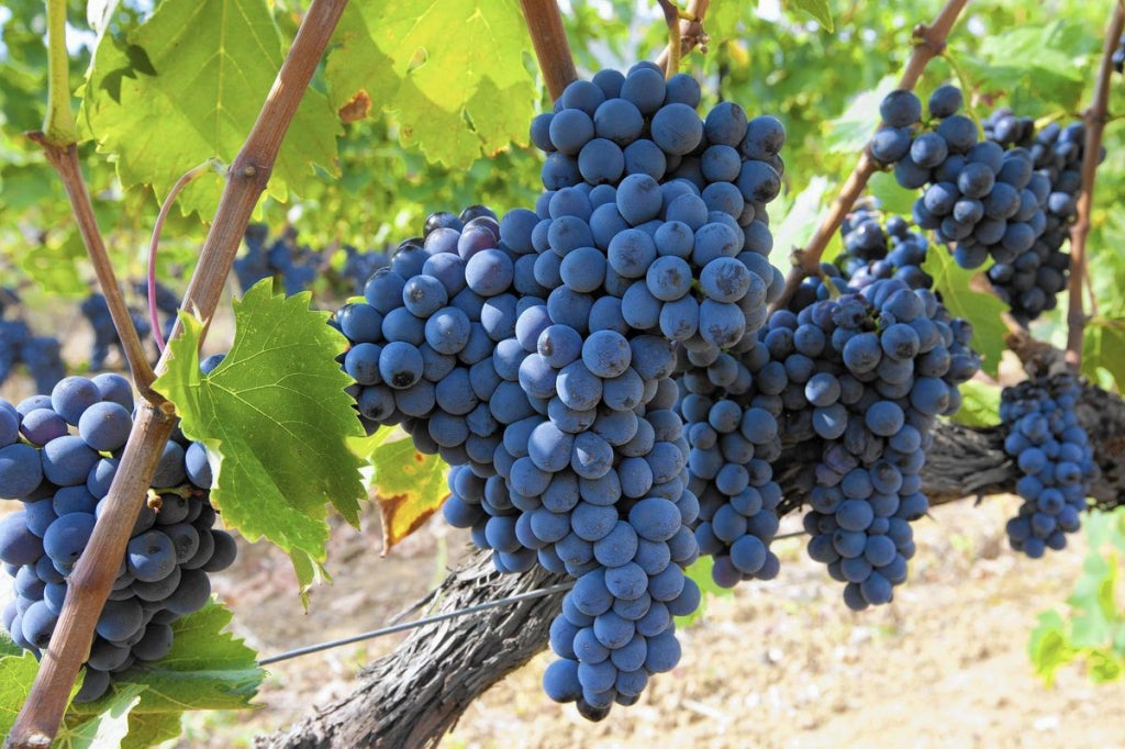 Pasqua Sangiovese Puglia IGT