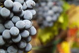 Agricola Tamburini Italo Chianti DOCG Riserva