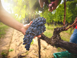 Tenuta di Capraia  Chianti︱Chianti Classico DOCG 2016 (WS90, JS92)