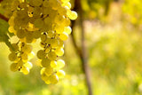INAMA Sauvignon︱Vulcaia Fume Sauvignon Del Veneto IGT