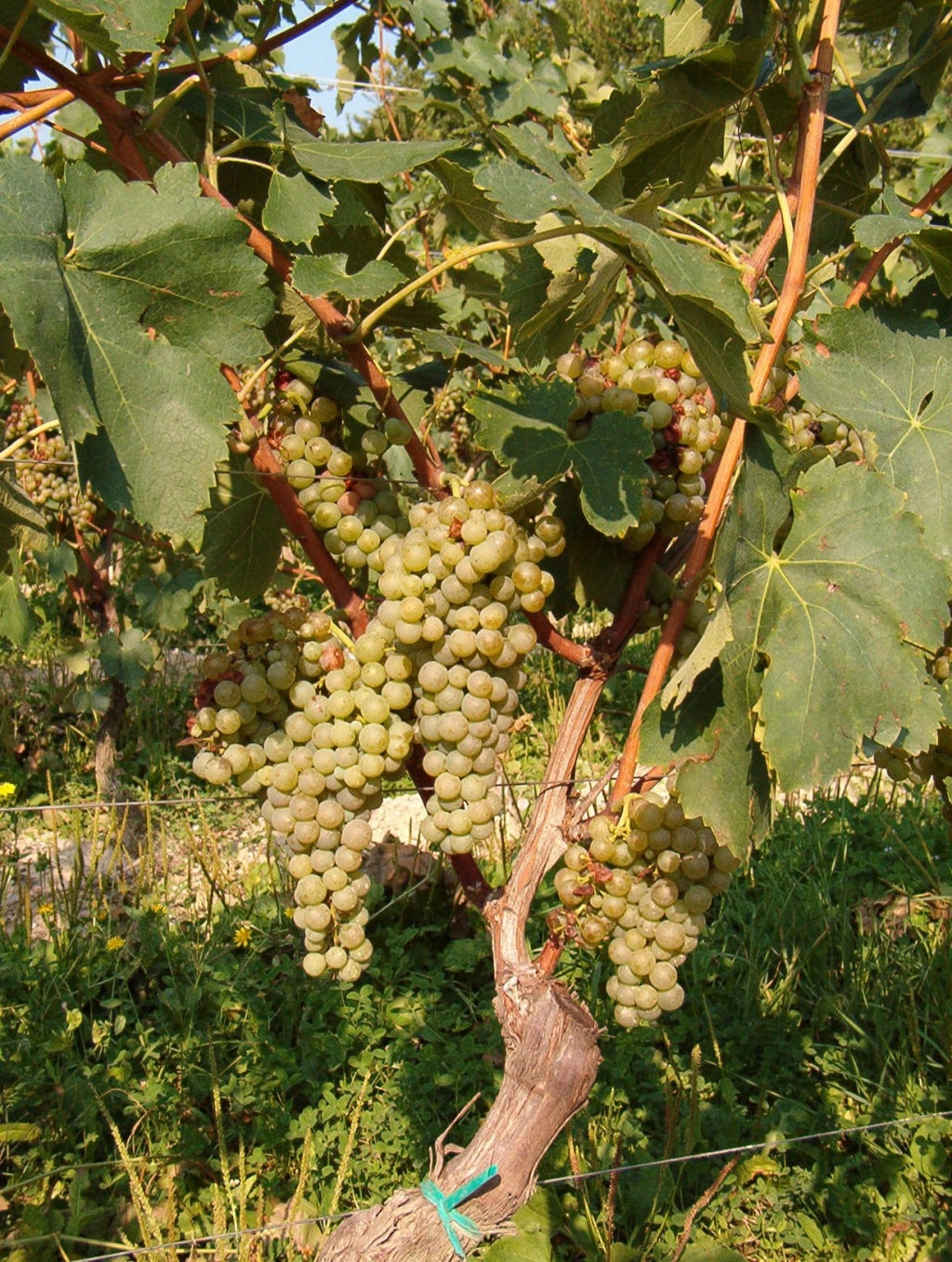 Soave DOC Le Collezioni Pasqua