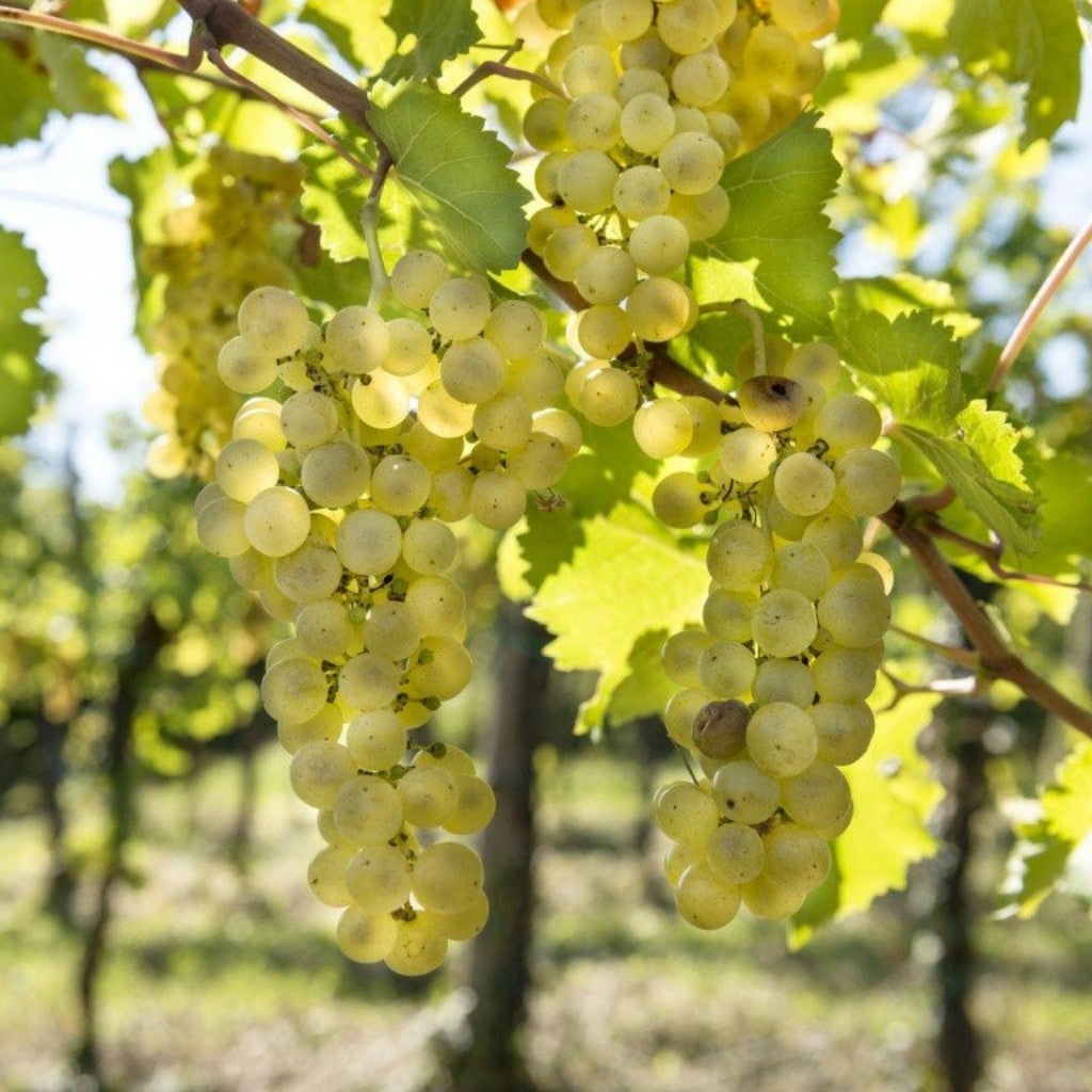 Cantine Santi Nobile LM94 Alberone Siciliane IGP