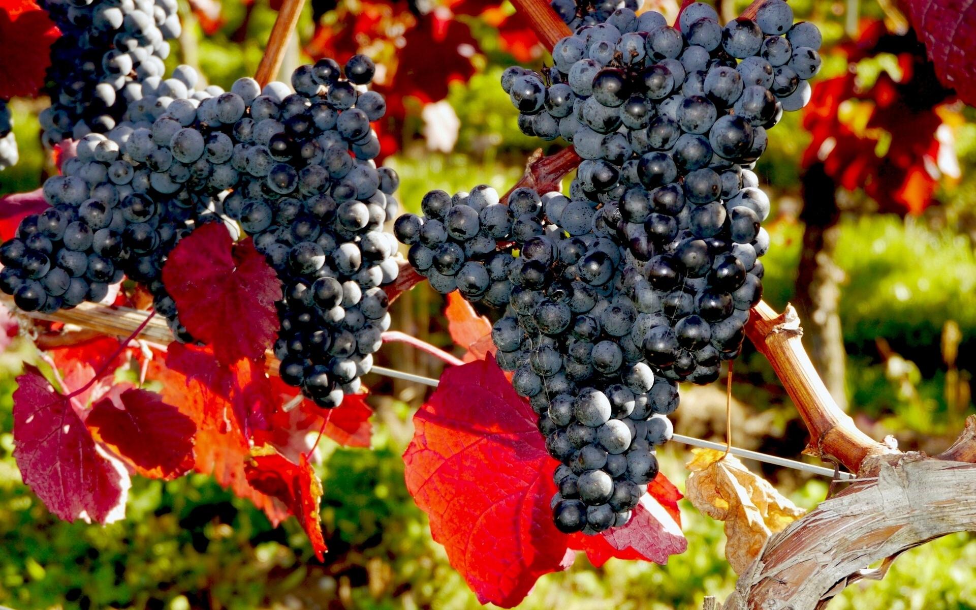 Tenute Silvio Nardi Casale Del Bosco ROSSO TOSCANA 2013
