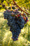 Tenute Silvio Nardi Casale Del Bosco ROSSO TOSCANA 2013